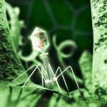 Bacteriophage Virus