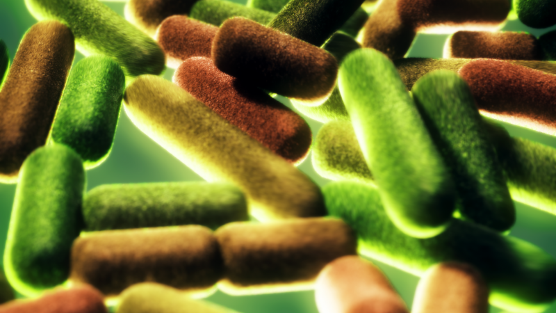 Bacteria illustrations for Harvard University
